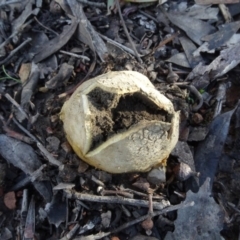 Scleroderma sp. (Scleroderma) at Bruce Ridge to Gossan Hill - 24 Jun 2020 by AndyRussell