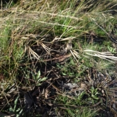 Aristida ramosa (Purple Wire Grass) at Gossan Hill - 24 Jun 2020 by AndyRussell