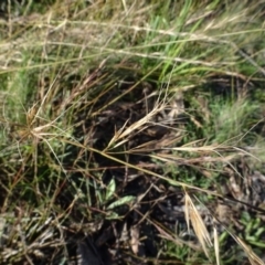 Aristida ramosa at Bruce, ACT - 24 Jun 2020 03:08 PM