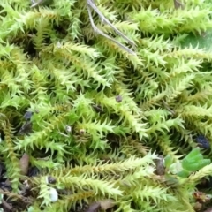 Triquetrella (A trailing moss) at Bruce Ridge to Gossan Hill - 24 Jun 2020 by JanetRussell