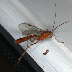 Netelia sp. (genus) (An Ichneumon wasp) at Ainslie, ACT - 12 Jan 2020 by jbromilow50