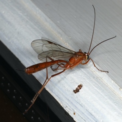 Netelia sp. (genus) (An Ichneumon wasp) at Ainslie, ACT - 12 Jan 2020 by jb2602