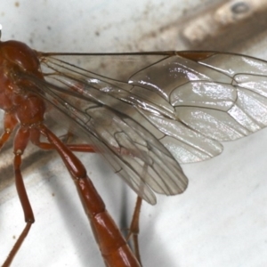 Netelia sp. (genus) at Ainslie, ACT - 12 Jan 2020