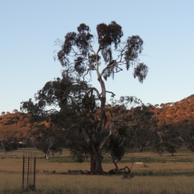 Eucalyptus melliodora (Yellow Box) at Gordon, ACT - 25 Jun 2020 by MichaelBedingfield