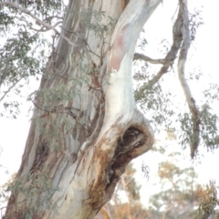 Eucalyptus melliodora at Banks, ACT - 25 Jun 2020 06:57 PM