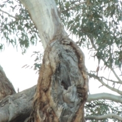 Eucalyptus melliodora at Banks, ACT - 25 Jun 2020 06:57 PM