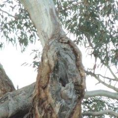 Eucalyptus melliodora at Gordon, ACT - 25 Jun 2020
