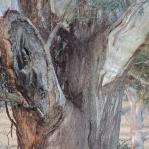 Eucalyptus melliodora at Gordon, ACT - 25 Jun 2020