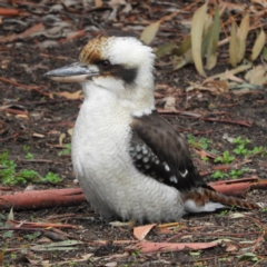 Dacelo novaeguineae (Laughing Kookaburra) at Hackett, ACT - 22 Jun 2020 by MatthewFrawley