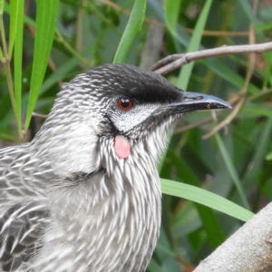 Anthochaera carunculata at Acton, ACT - 22 Jun 2020