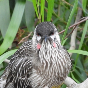 Anthochaera carunculata at Acton, ACT - 22 Jun 2020