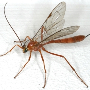 Netelia sp. (genus) at Ainslie, ACT - 12 Jan 2020