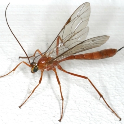Netelia sp. (genus) (An Ichneumon wasp) at Ainslie, ACT - 12 Jan 2020 by jbromilow50