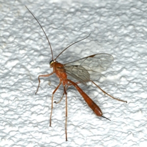 Netelia sp. (genus) at Ainslie, ACT - 12 Jan 2020