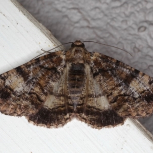 Cryphaea xylina at Ainslie, ACT - 12 Jan 2020