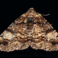 Cryphaea xylina at Ainslie, ACT - 12 Jan 2020