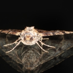 Cryphaea xylina at Ainslie, ACT - 12 Jan 2020