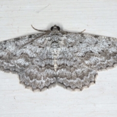 Psilosticha absorpta (Fine-waved Bark Moth) at Ainslie, ACT - 12 Jan 2020 by jb2602