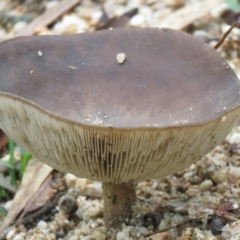 Unidentified Cap on a stem; gills below cap [mushrooms or mushroom-like] at Northangera, NSW - 27 Jun 2020 by SandraH
