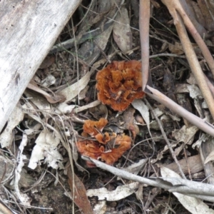 Podoscypha petalodes at Northangera, NSW - 27 Jun 2020