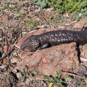 Tiliqua rugosa at Sutton, NSW - 26 Jun 2020