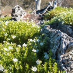 Stellaria pungens (Prickly Starwort) at Amaroo, ACT - 26 Jun 2020 by Kerri-Ann