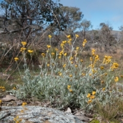 Chrysocephalum apiculatum (Common Everlasting) at Amaroo, ACT - 26 Jun 2020 by Kerri-Ann