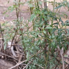 Clematis leptophylla (Small-leaf Clematis, Old Man's Beard) at Mount Majura - 26 Jun 2020 by sbittinger