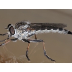Cerdistus sp. (genus) (Yellow Slender Robber Fly) at Ainslie, ACT - 12 Jan 2020 by jbromilow50