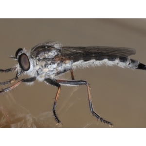 Cerdistus sp. (genus) at Ainslie, ACT - 12 Jan 2020