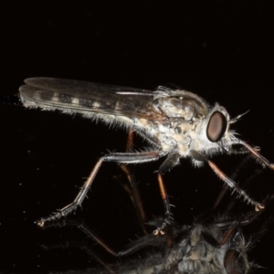 Cerdistus sp. (genus) at Ainslie, ACT - 12 Jan 2020