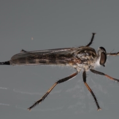 Cerdistus sp. (genus) at Ainslie, ACT - 12 Jan 2020