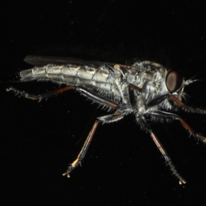 Cerdistus sp. (genus) at Ainslie, ACT - 12 Jan 2020