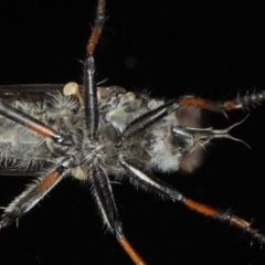 Cerdistus sp. (genus) at Ainslie, ACT - 12 Jan 2020