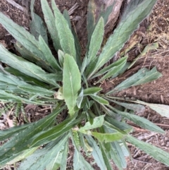 Cynoglossum australe (Australian Forget-me-not) at Deakin, ACT - 27 Jun 2020 by KL