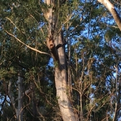 Native tree with hollow(s) (Native tree with hollow(s)) at East Lynne, NSW - 27 Jun 2020 by nickhopkins