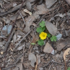 Oxalis exilis (Shady Wood Sorrel) at Wamboin, NSW - 20 Apr 2020 by natureguy