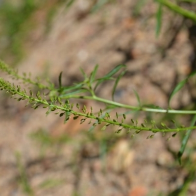 Lepidium africanum (Common Peppercress) at Wamboin, NSW - 22 Apr 2020 by natureguy