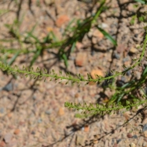 Lepidium africanum at Wamboin, NSW - 22 Apr 2020