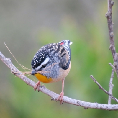 Pardalotus punctatus (Spotted Pardalote) at Broulee, NSW - 27 Jun 2020 by Gee