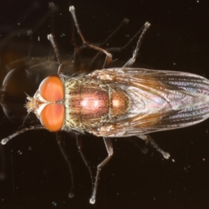 Metallea sp. (genus) at Ainslie, ACT - 12 Jan 2020