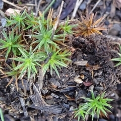 Polytrichaceae at Gossan Hill - 24 Jun 2020 by JanetRussell