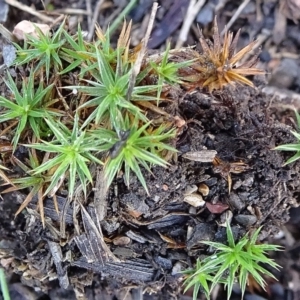 Polytrichaceae at Bruce, ACT - 24 Jun 2020