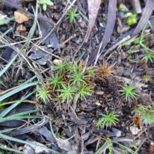 Polytrichaceae sp. (family) at Bruce, ACT - 24 Jun 2020 12:29 PM