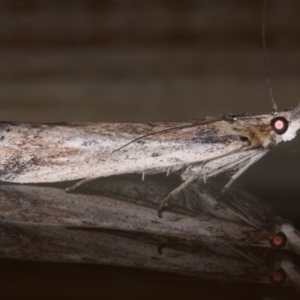 Faveria tritalis at Ainslie, ACT - 12 Jan 2020