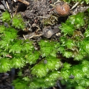 Rosulabryum sp. at Bruce, ACT - 24 Jun 2020