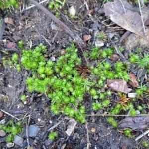 Rosulabryum sp. at Bruce, ACT - 24 Jun 2020 12:40 PM