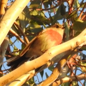 Petroica rosea at Tuggeranong DC, ACT - 27 Jun 2020