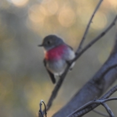 Petroica rosea at Tuggeranong DC, ACT - 27 Jun 2020