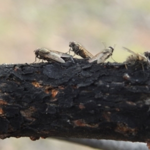 Helina sp. (genus) at Tuggeranong DC, ACT - 27 Jun 2020